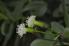 Kleinia grandiflora